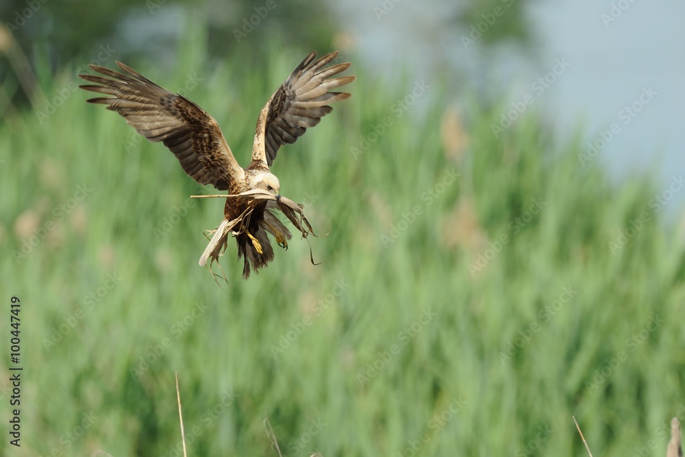 Fototapeta premium Marsh Harrier (Circus aeruginosus)