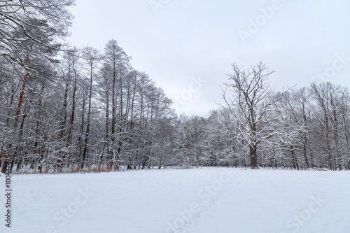 Snowy forest landscape with lone standing old oak tree covered up in snow.