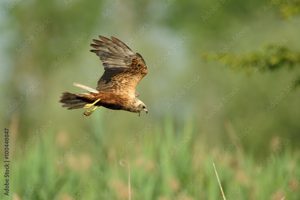 Fototapeta premium Marsh Harrier (Circus aeruginosus)
