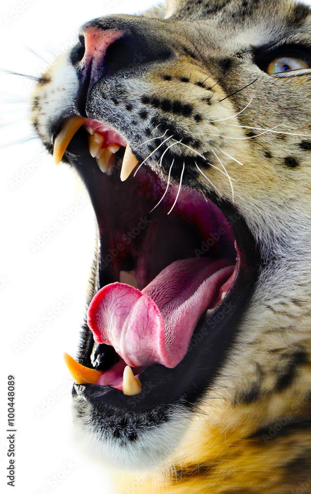 Obraz premium snow leopard portrait