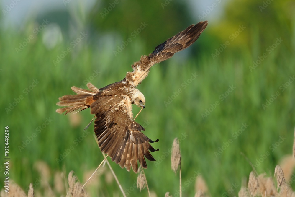 Fototapeta premium Marsh Harrier (Circus aeruginosus)
