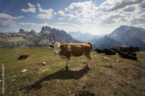 Cows in Dolomites Mountains