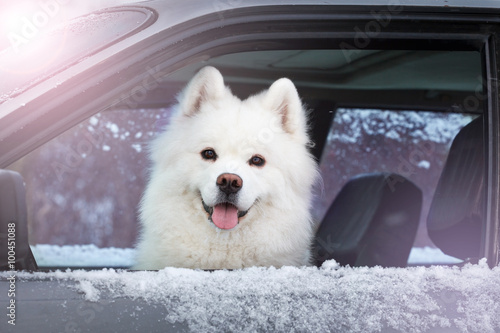 white dog Samoyed sitting in the car.