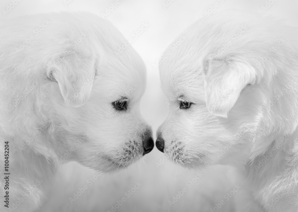 Mixed breed white puppies on light gray background. Mixed breed white puppies on light gray background.