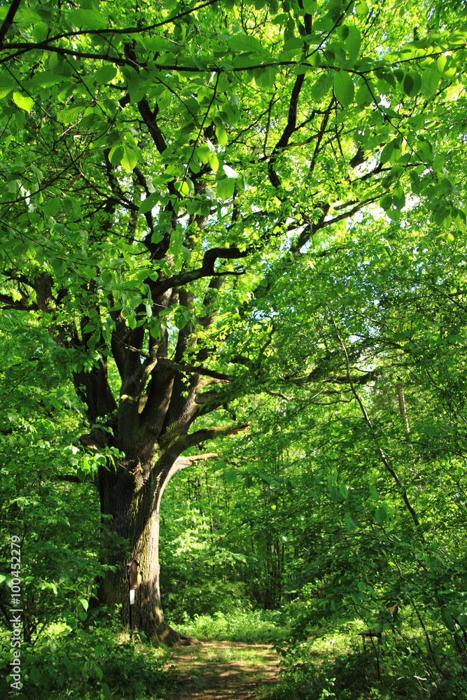 Fototapeta premium old oak tree