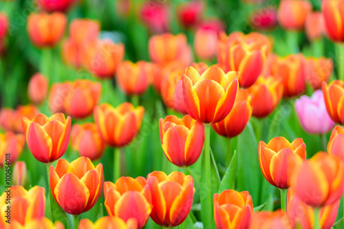 red tulips in the garden