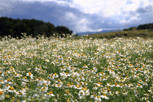 camomile field and blue sky