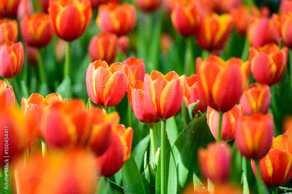 Obraz premium red tulips in the garden