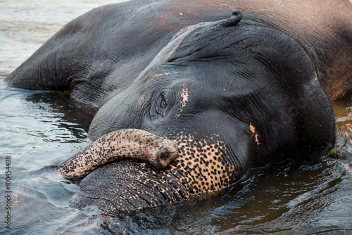 Elephant washing in the river photo