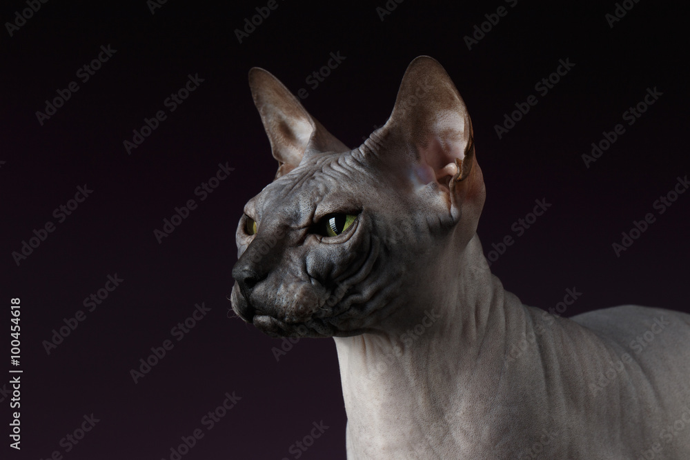 Closeup Sphynx Cat Looking forward on purple
