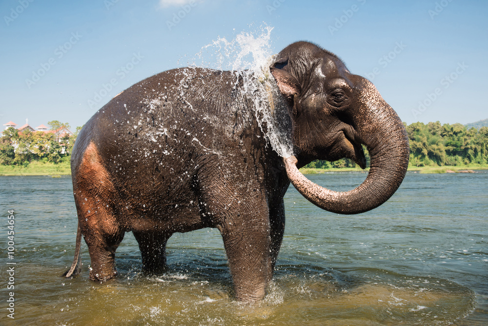 Naklejka premium Elephant washing in the river