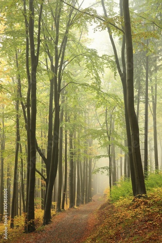 Trail through autumn beech forest on a foggy weather