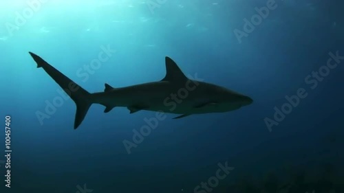 Grey reef shark in the waters of the sea looking for food.  Amazing, beautiful underwater world Bahamas and the life of its inhabitants, creatures and diving, travels with them. 
