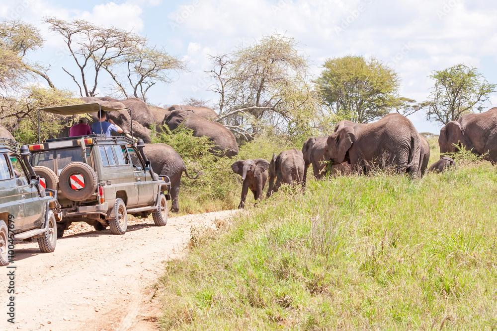 Fototapeta Elephant herd go through dirty road in savanna with safari car full of people standing in way. Serengeti National Park, Great Rift Valley, Tanzania, Africa.