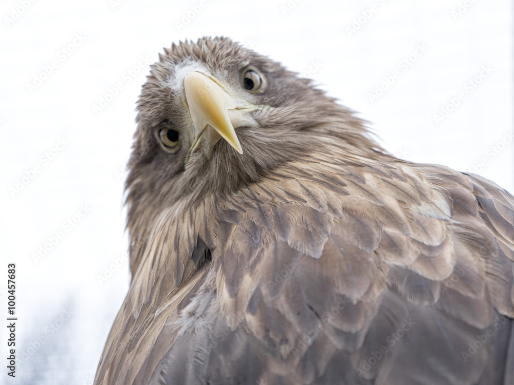 Obraz premium Eagle head close-up view 