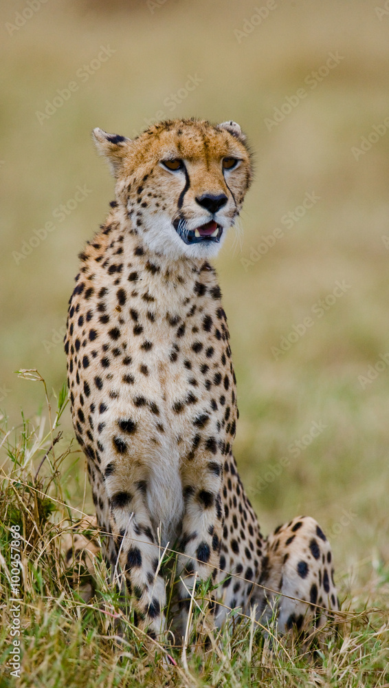 Cheetah sitting in the savanna. Close-up. Kenya. Tanzania. Africa. National Park. Serengeti. Maasai Mara. An excellent illustration. Cheetah sitting in the savanna. Close-up. Kenya. Tanzania. Africa. National Park. Serengeti. Maasai Mara. An excellent illustration.