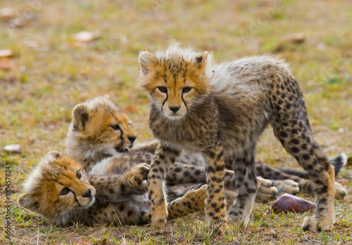 Cheetah cubs play with each other in the savannah. Kenya. Tanzania. Africa. National Park. Serengeti. Maasai Mara. An excellent illustration.