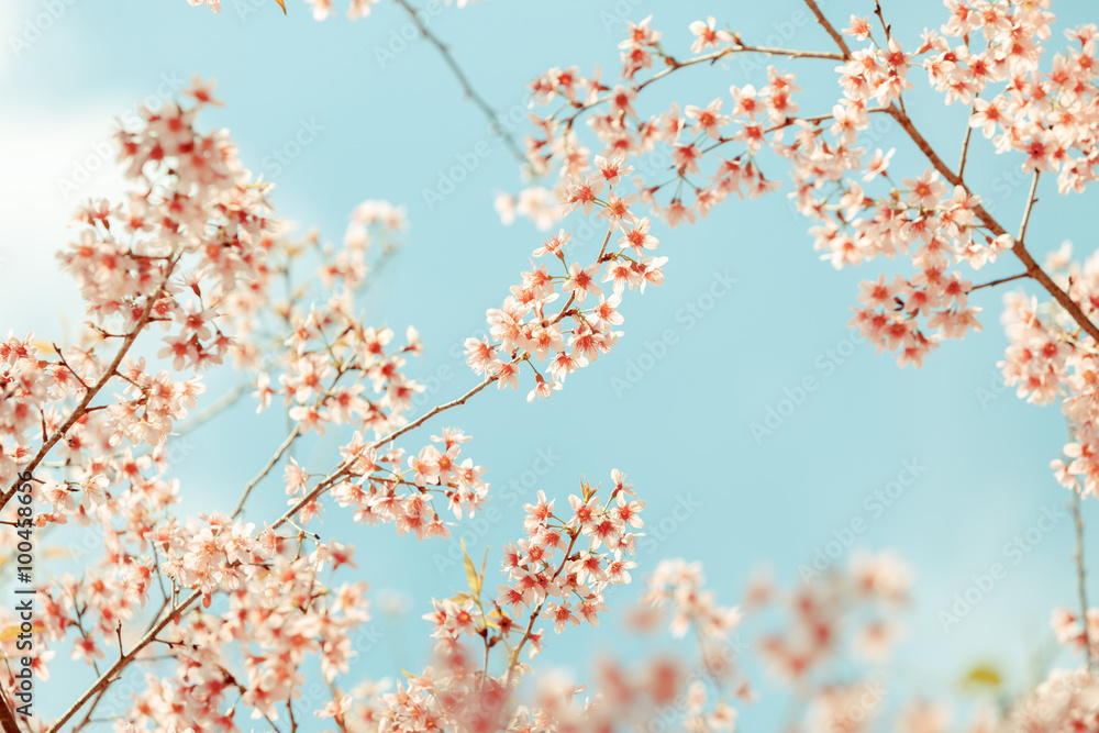 Wild Himalayan Cherry spring blossom
