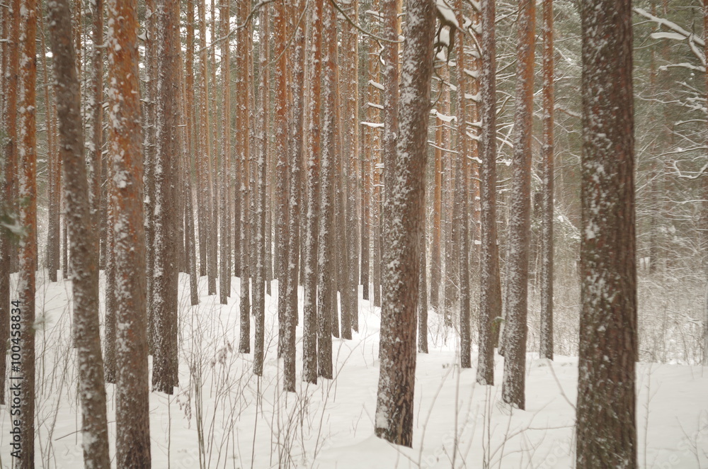 Obraz premium winter in the pine tree forest