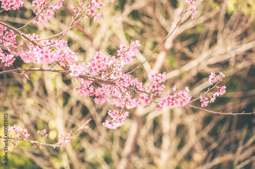 Wild Himalayan Cherry spring blossom © wittybear