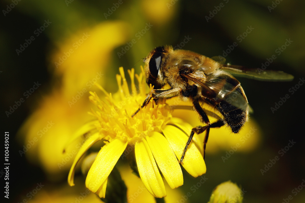 Bee on yellow flower Bee on yellow flower