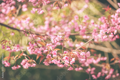Wild Himalayan Cherry spring blossom © wittybear