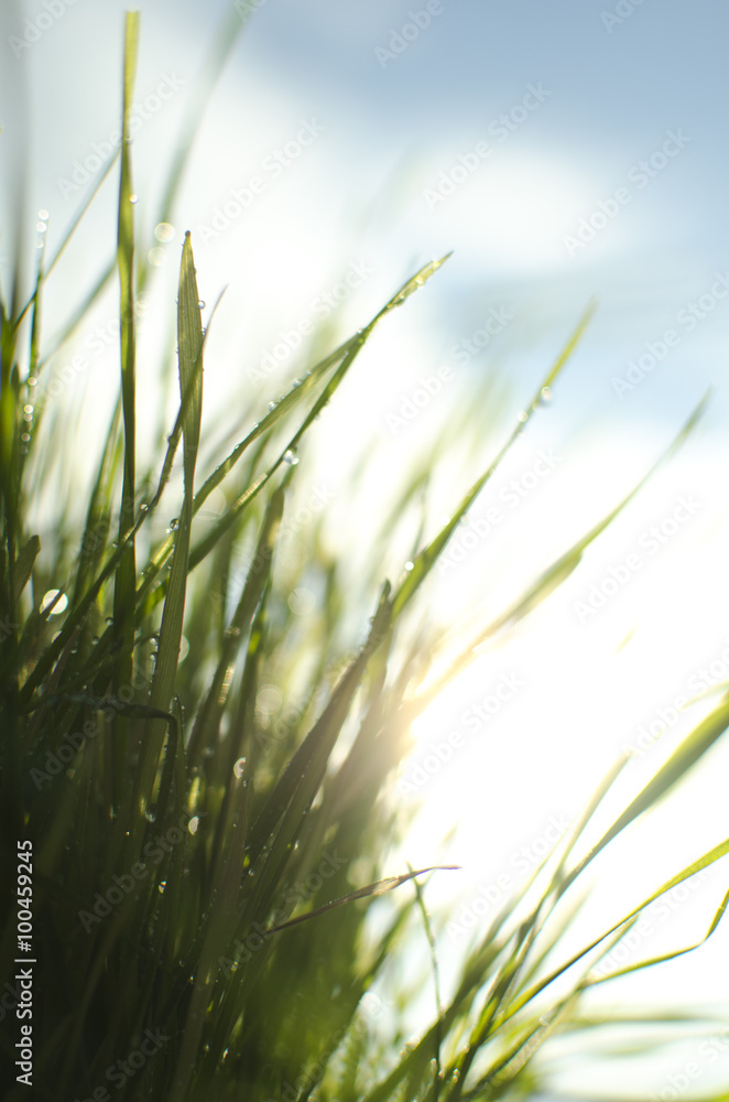 Naklejka premium Wet sunny grass