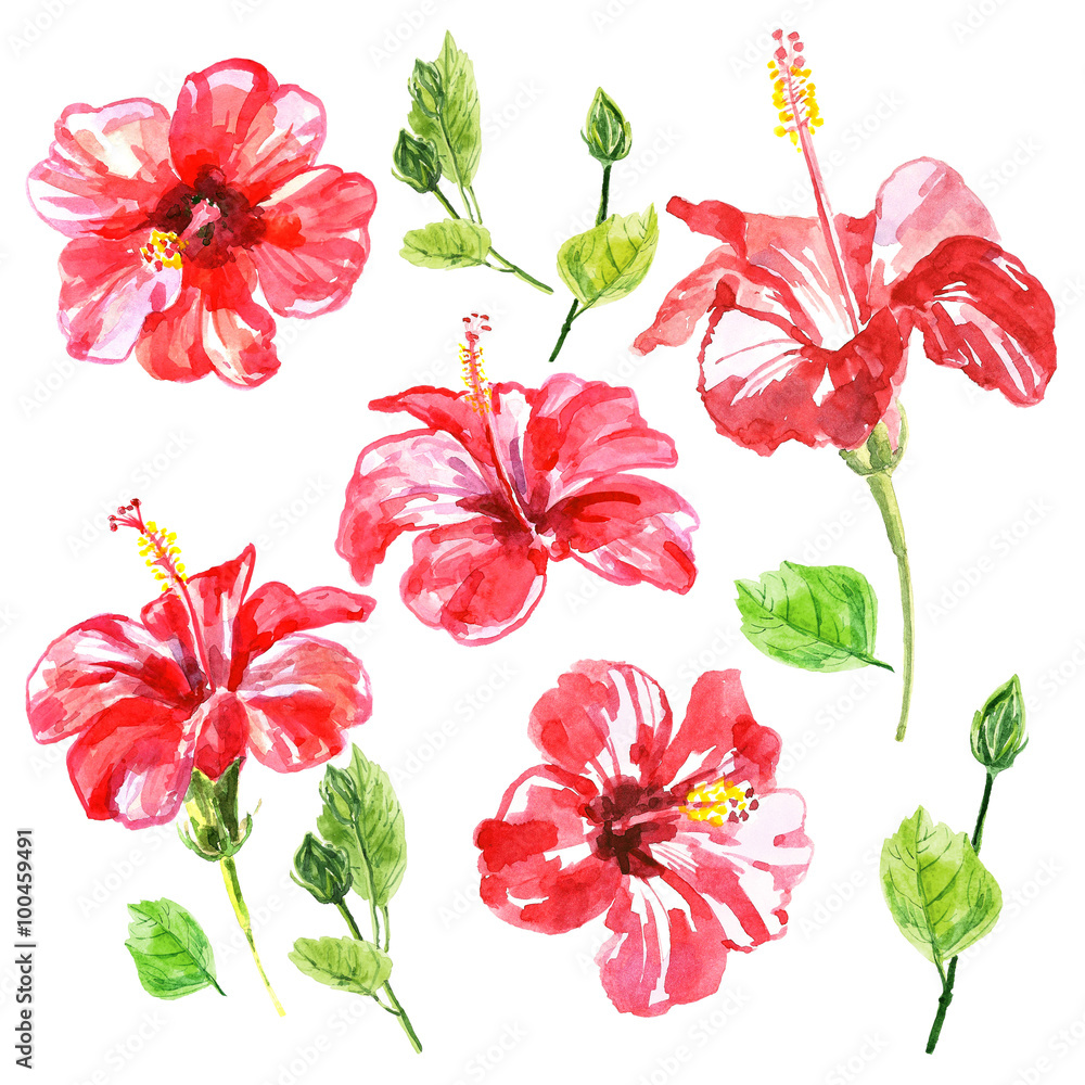 Set of red watercolor Hibiscus flower. Set of red watercolor Hibiscus flower.