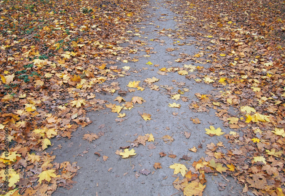 A path is covered the abscissed yellow leaves of maple A path is covered the abscissed yellow leaves of maple