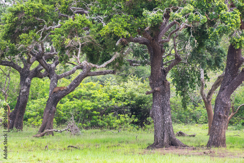 Leopard relaxing on a tree in National wildlife park Yala, Sri Lanka Leopard relaxing on a tree in National wildlife park Yala, Sri Lanka