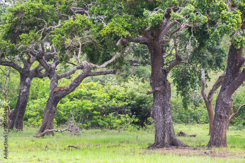 Leopard relaxing on a tree in National wildlife park Yala, Sri Lanka 