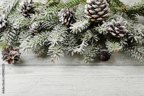 christmas white background with spruce