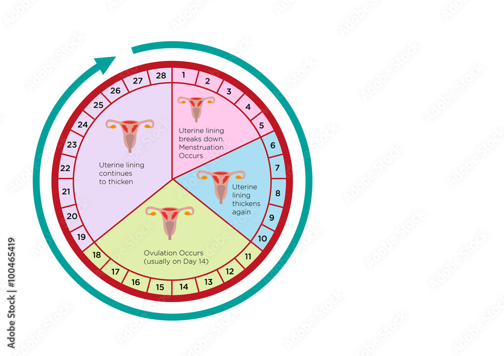 Women's Fertility Cycle Calendar with different stages. Editable Clip Art.  Stock Vector