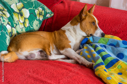 Basenji having rest on a favorite place on the bed  and dream about freedom somewhere in Africa © Yuri Kravchenko