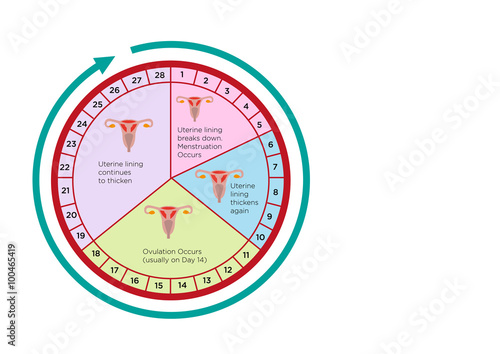 Women's Fertility Cycle Calendar with different stages. Editable Clip Art.
