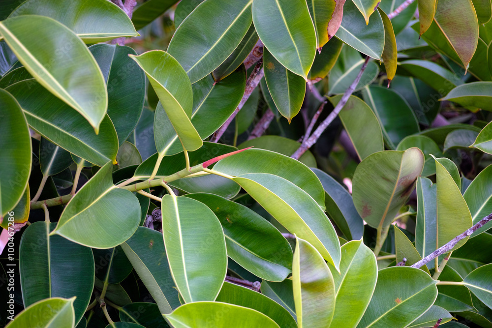 Fototapeta premium Leaves on tropical tree