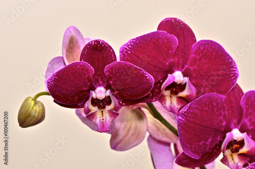 Fototapeta Naklejka Na Ścianę i Meble -  Purple Orchid