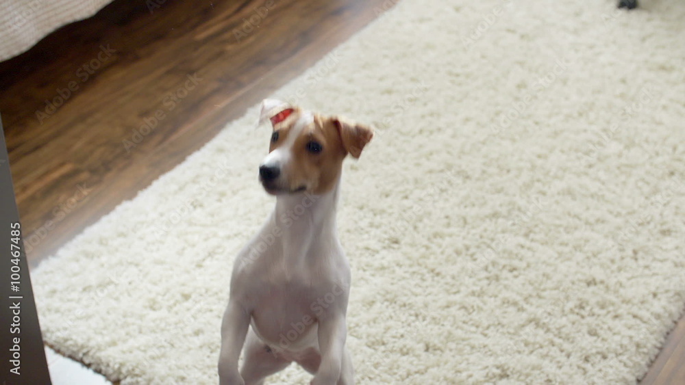cute puppy Jack Russell Terrier, very fun stands up on his hind legs and smiling, slow motion cute puppy Jack Russell Terrier, very fun stands up on his hind legs and smiling, slow motion