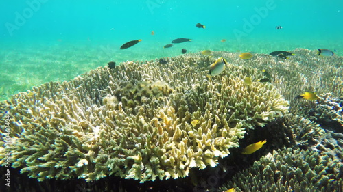 Wallpaper Mural Coral reef and tropical Fish. Torontodigital.ca