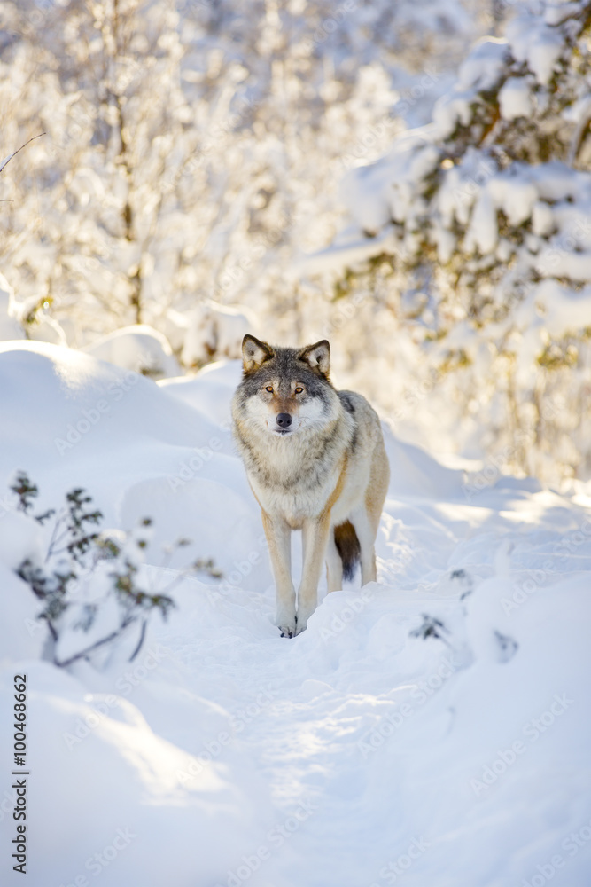Naklejka premium Wolf stands in beautiful winter forest