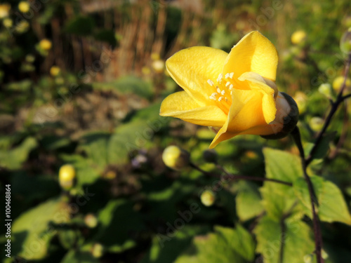 Kirengeshoma (Kirengeshoma palmata) photo