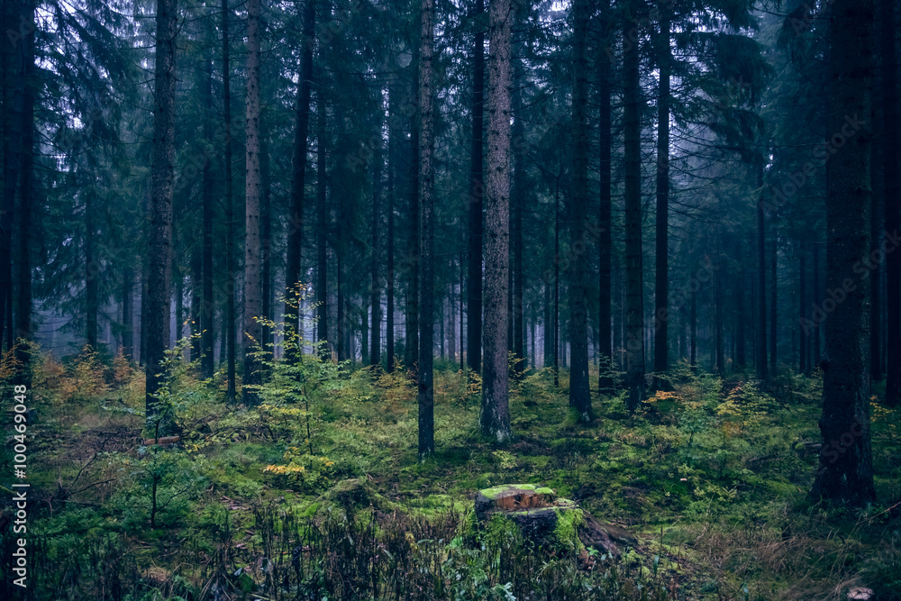 Obraz premium Morning mood in the forest VI