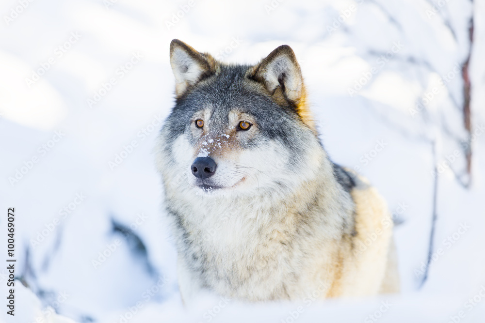 Obraz premium Zbliżenie: wilk stojący w śniegu