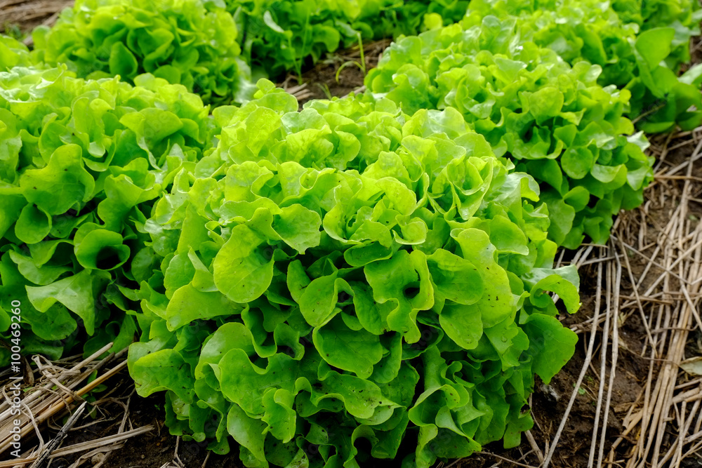Rows of fresh lettuce plants on a fertile field, ready to be harvested Rows of fresh lettuce plants on a fertile field, ready to be harvested