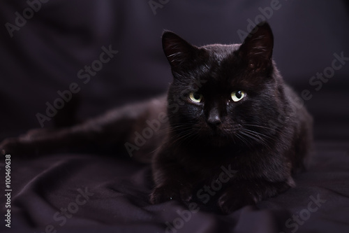 black cat  lying  on a black background