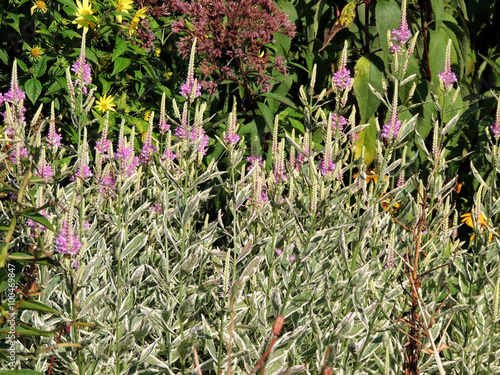 Fizostegiya virgin (Physostegia virginiana), family Labiatae photo