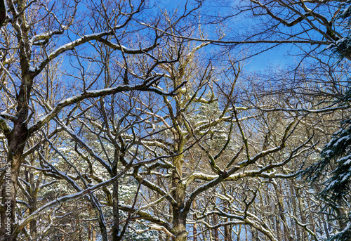 Beautiful snowy forest landscape, season concept photo