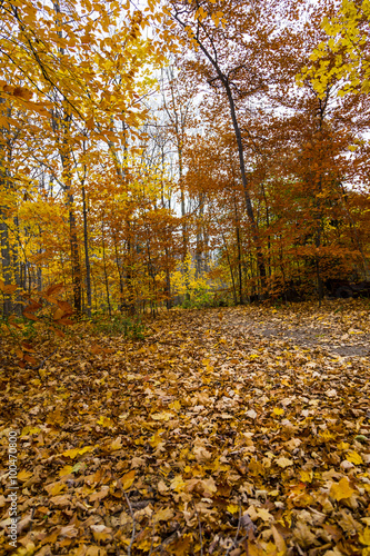 Scenic Trail in Autumn
