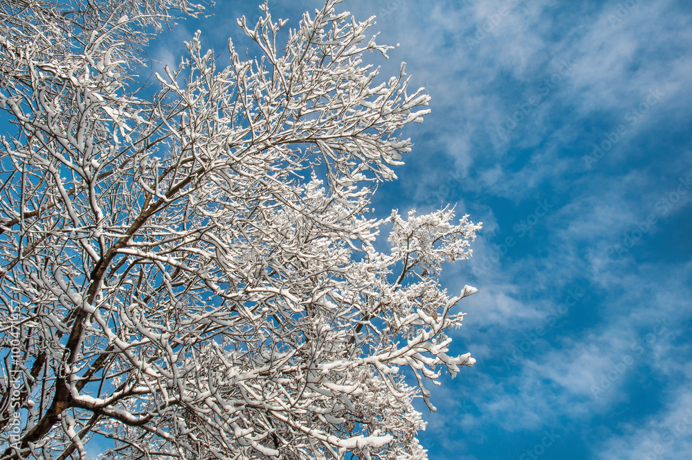 Snowbound tree