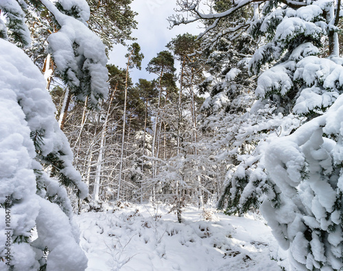 Beautiful snowy forest landscape, season concept photo